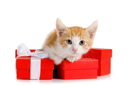 Cute little red kitten with holiday gifts isolated on white backgroundの写真素材