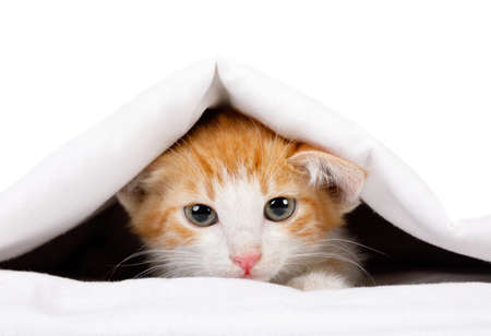 Cute red kitten carefully looks out under the blanket on the bedの写真素材