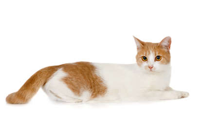 Large red and white cat lying on a white background. Studio photo, isolated catの写真素材