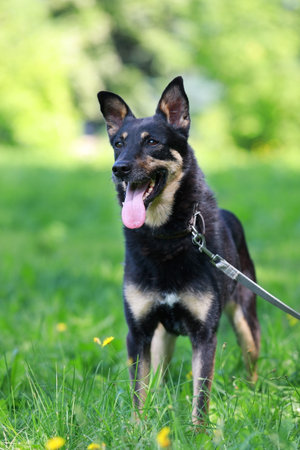 Outbreed dog in a collar on a leash walks in a city park on a sunny summer day against blurry...