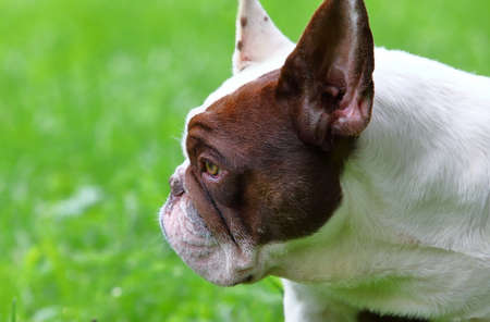 Portrait of a purebred French Bulldog in a city park on a sunny summer dayの写真素材