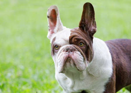 Portrait of a cute purebred French Bulldog in a city park on a sunny summer dayの写真素材