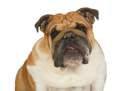 Close-up portrait of thoroughbred English bulldog isolated on a white backgroundの写真素材
