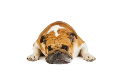 Studio shot of a purebred English bulldog lying isolated on a white backgroundの写真素材