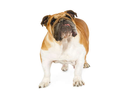 Thoroughbred English bulldog looks intently at the camera isolated against a white backgroundの写真素材