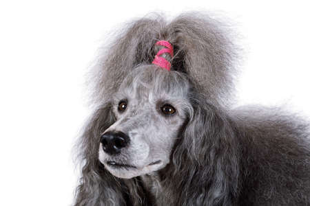 Portrait of a cute standard poodle isolated on a white backgroundの写真素材