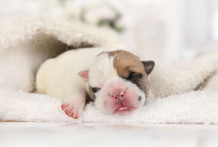 Cute newborn English bulldog puppy sleeps on a fur carpet under a blanketの写真素材