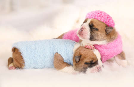 Two cute newborn English bulldog puppies in clothes sleeping on a fur carpet indoorsの写真素材