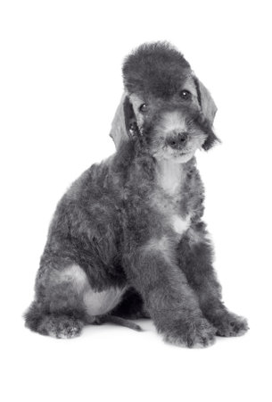Cute Bedlington Terrier puppy dog sitting in the studio isolated on a white backgroundの写真素材