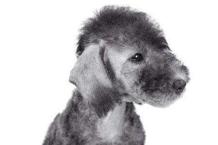 Portrait of a purebred Bedlington Terrier puppy dog on a white backgroundの写真素材