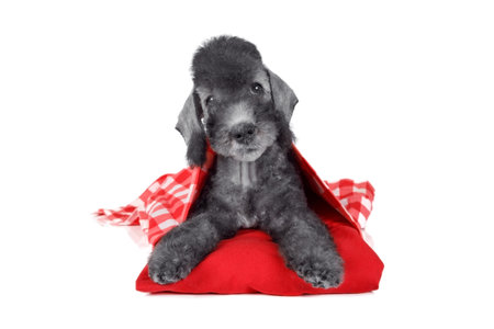 Lovely Bedlington Terrier puppy dog lying on a red pillow in the studio isolated on a white backgroundの写真素材