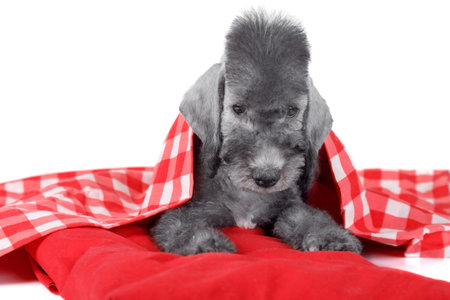 Lovely two month old Bedlington Terrier puppy dog lying on a red pillow in the studio isolated on a white backgroundの写真素材