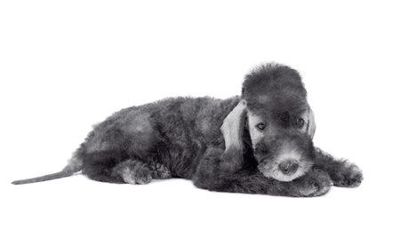 Cute two month old Bedlington Terrier puppy dog lying in the studio isolated on a white backgroundの写真素材