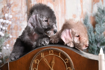 Two cute Bedlington Terrier puppies at an old clock among Christmas decorations with garlands
