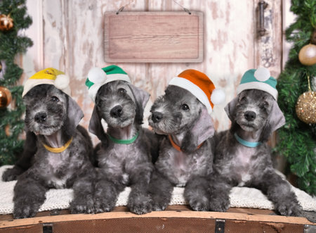 Group of little Bedlington Terrier Santa Claus puppies dogs wearing Christmas hats with a sign for your text into the backgroundの写真素材