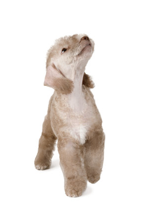 Lovely beige color Bedlington Terrier puppy dog standing isolated on a white backgroundの写真素材