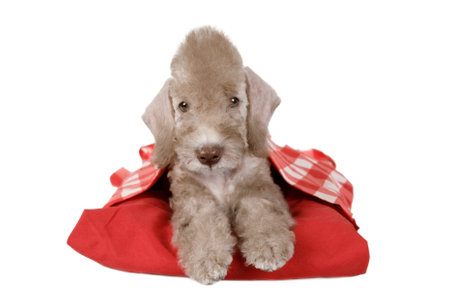 Sweet Bedlington Terrier puppy dog lying on a red pillow in the studio isolated on a white backgroundの写真素材