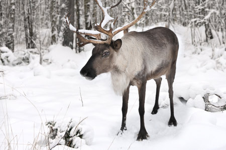 Reindeer with beautiful big horns in a snow covered forestの写真素材