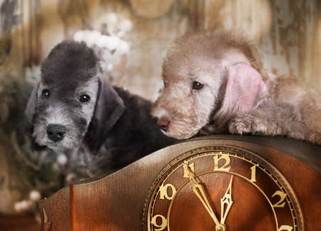 Two sweet Bedlington Terrier puppies at an old clock among Christmas decorations with garlandsの写真素材