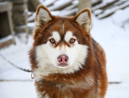 Portrait of a cute Siberian husky sled dog looking at the camera on the background of a winter forestの写真素材