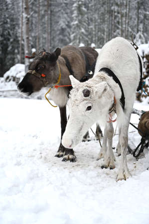 Northern sledding reindeer against the background of a winter snow covered forestの写真素材