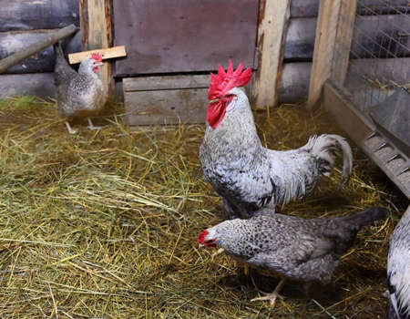 Rooster with hens on the straw in the chicken coopの写真素材