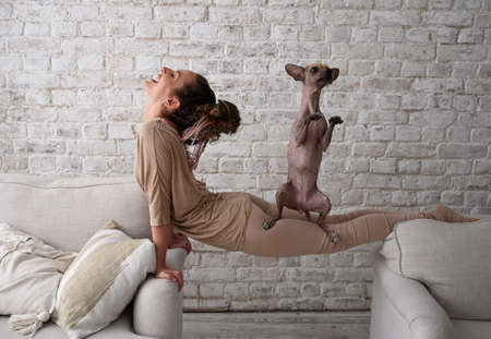 Young slim sporty woman having fun at home with her dog xoloitzcuintli which is sitting on her backの写真素材