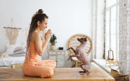 Young positive woman doing yoga with her xoloitzcuintli dog in the living room at homeの写真素材