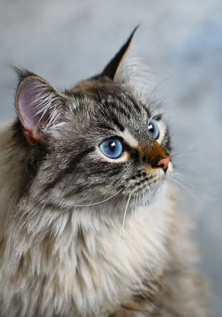 Portrait of a fluffy Siberian cat with blue eyes on a grey backgroundの写真素材