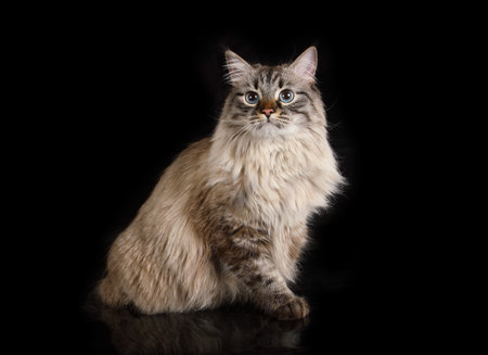 Cute fluffy Siberian cat sitting on a black backgroundの写真素材