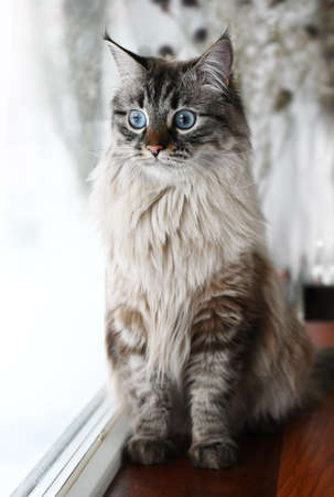 Funny Siberian cat with blue eyes sits by the windowの写真素材