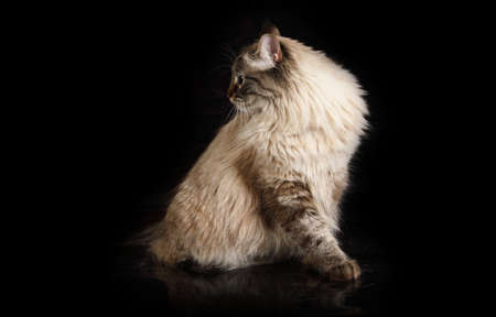 Adorable fluffy Siberian cat sitting on a black background in studioの写真素材