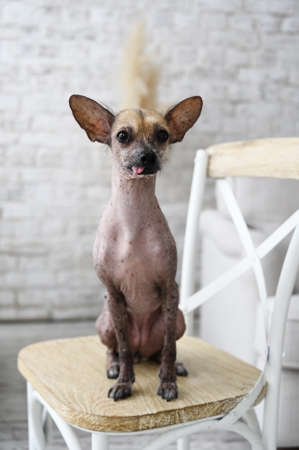 Portrait of the mexican hairless dog xoloitzcuintli sitting on a chair in the living roomの写真素材