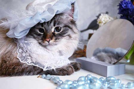Funny Siberian cat in a hat sits at the mirror at homeの写真素材