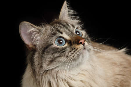 Portrait of a cute fluffy Siberian cat with blue eyes on a black backgroundの写真素材