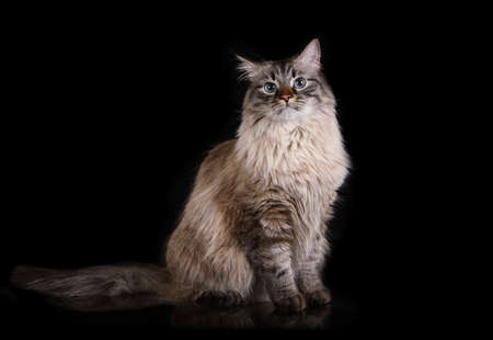 Lovely fluffy Siberian cat sitting on a black background in studioの写真素材