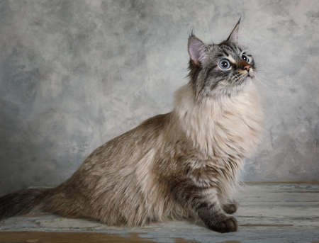 Purebred Siberian cat with blue eyes on a grey backgroundの写真素材