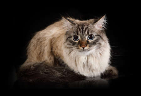 Thoroughbred fluffy Siberian cat lying on a black backgroundの写真素材