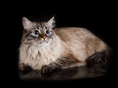 Likable fluffy thoroughbred Siberian cat lying on a black backgroundの写真素材