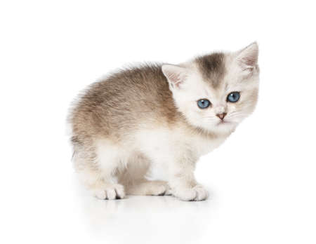 Funny Scottish kitten with blue eyes stands isolated on a white backgroundの写真素材
