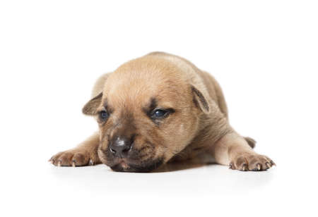 Ten day old American Pit Bull Terrier puppy lies isolated on a white backgroundの写真素材