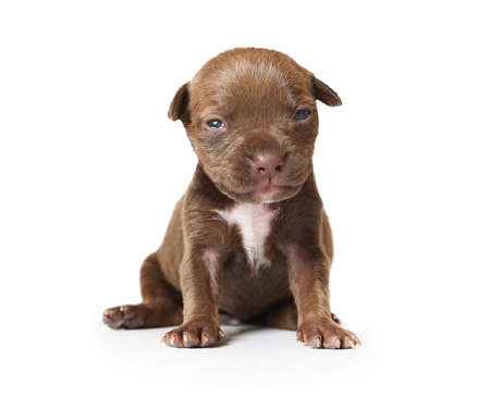 Ten day old purebred American Pit Bull Terrier puppy sitting isolated on a white backgroundの写真素材