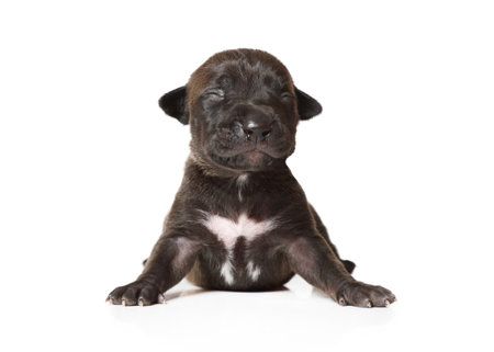Black ten day old purebred American Pit Bull Terrier puppy sitting isolated on a white backgroundの写真素材