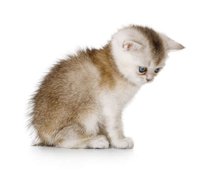 Funny Scottish kitten with blue eyes sitting isolated on a white backgroundの写真素材