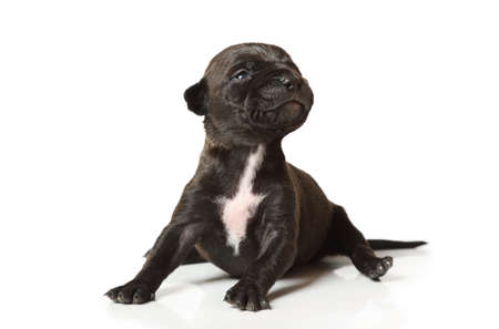 Little black ten day old purebred American Pit Bull Terrier puppy sitting isolated on a white backgroundの写真素材