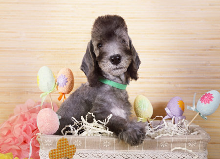 Cute two month old Bedlington Terrier puppy sitting in the basket