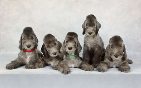 Group of little Bedlington Terrier puppies dogs lying in studioの写真素材