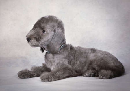 Cute two month old Bedlington Terrier puppy dog lying in the studio on a light gray backgroundの写真素材