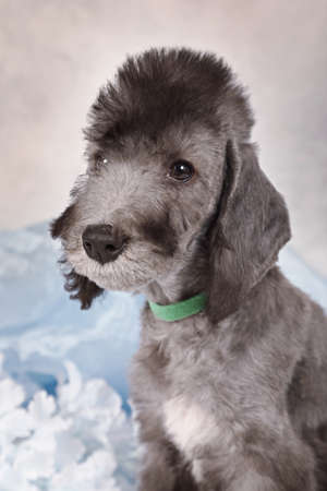 Portrait of a cute two month old Bedlington Terrier puppy dog in the studioの写真素材