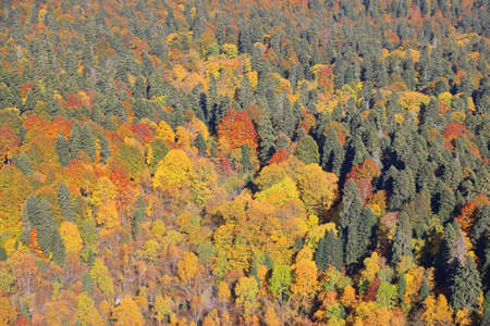 Full frame of colorful autumn trees in the Caucasus Mountains in the Republic of Adygea, Russiaの写真素材